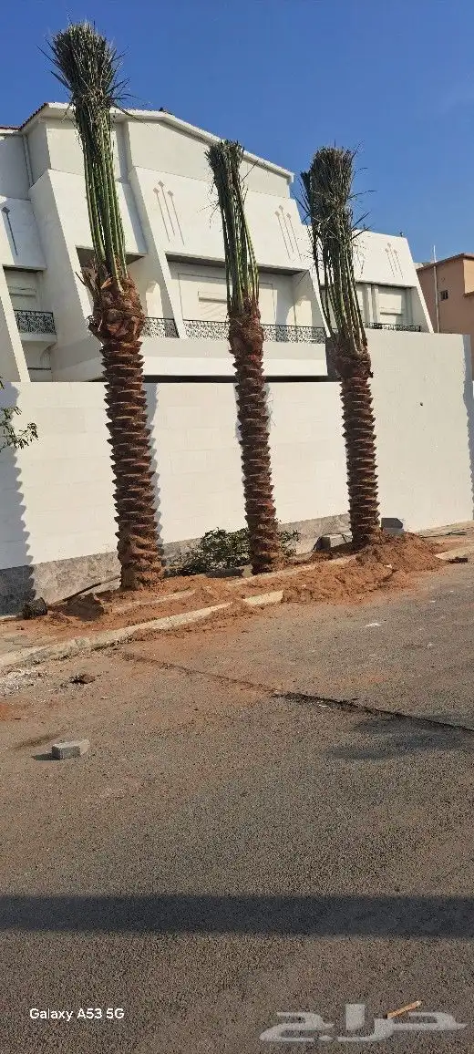نخل عربي واشنطوني للبيع 3