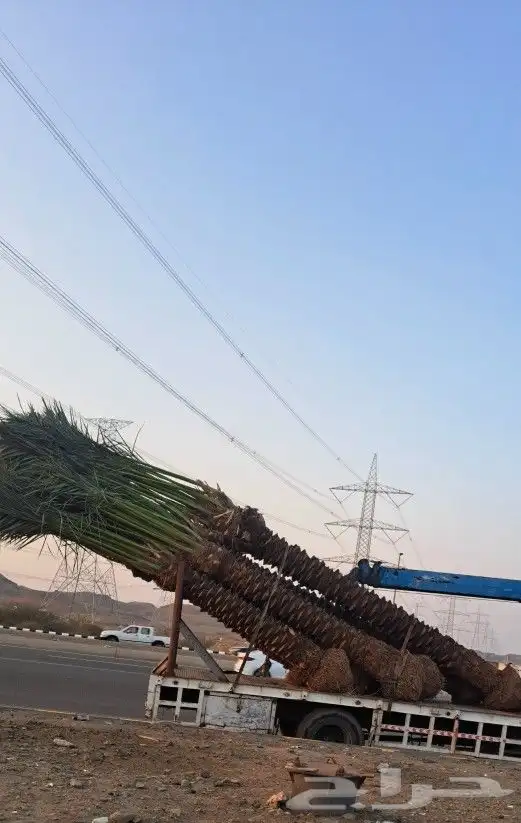 نخل عربي واشنطوني للبيع 6