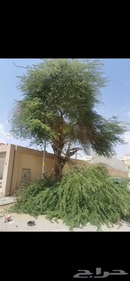 قطع الاشجار قص الاشجار 0