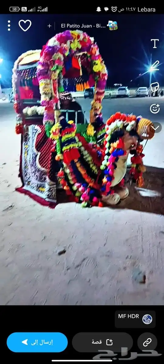 يوجد خيول وجمال الايجار وسيسي 1