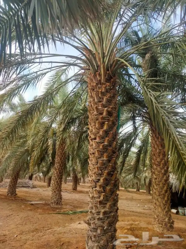 نخل للبيع بسعر مناسب 1