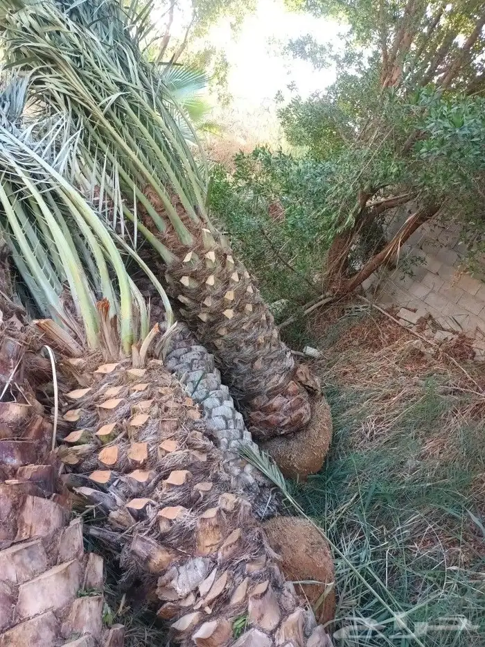تسوير الاراضي والمزارع بالشبك 10