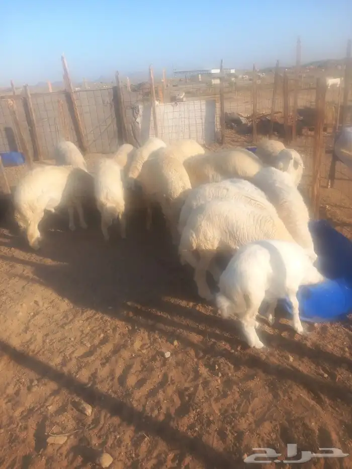 للبيع 5