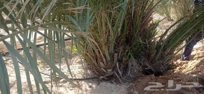 مقاول نخل وشبوكات 3