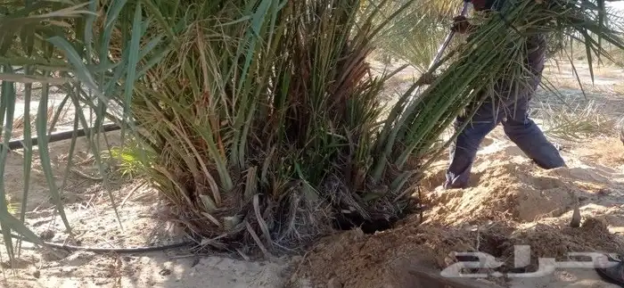 مقاول نخل وشبوكات 2