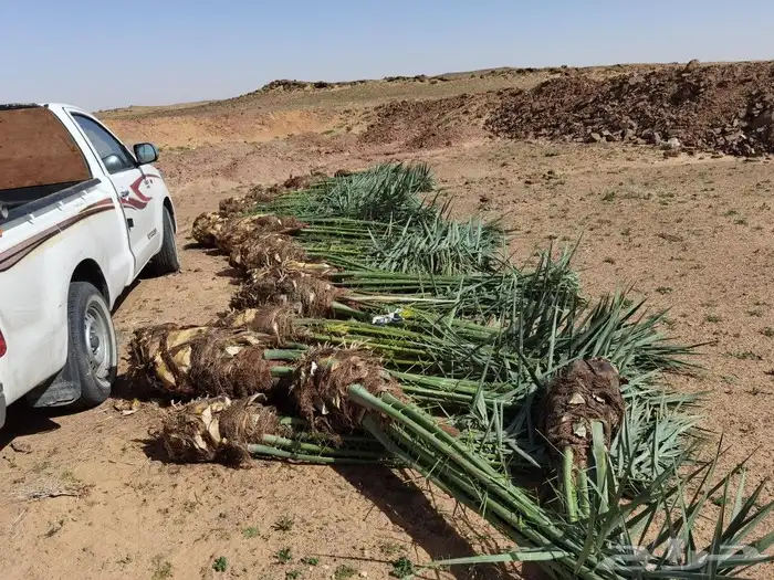 نخل للبيع مثمر ج مناطق المملكة 1