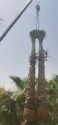 نخل واشنطونيا وعربي 1