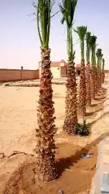 نخل واشنطونيا وعربي 2