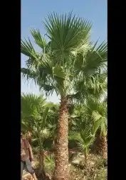 نخل واشنطني زينه للبيع نخل واشنطونياء زينه 12