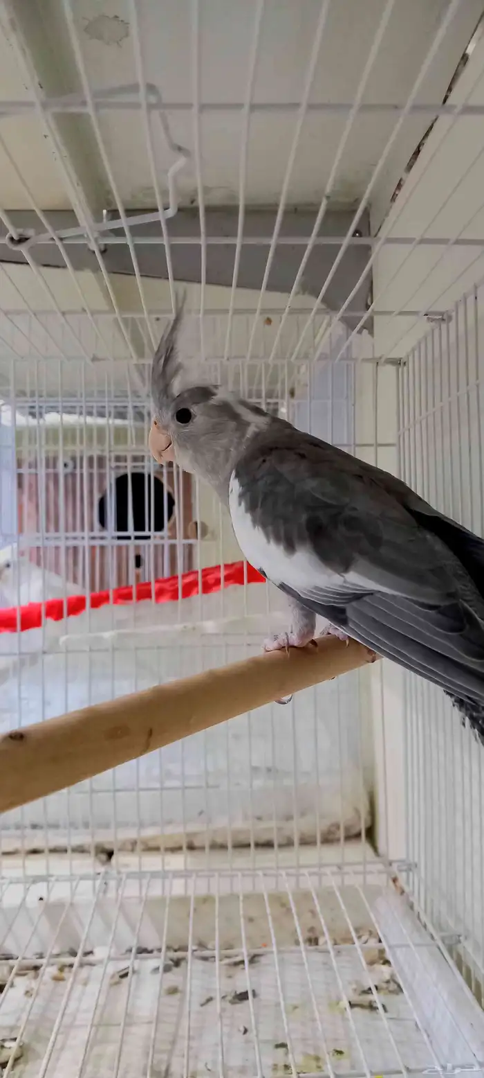 طبه كروان حجم كبير ماشاءالله 3