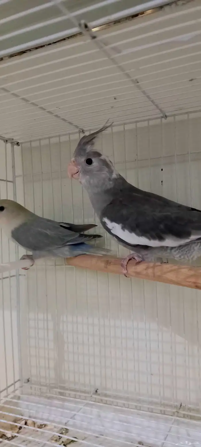 طبه كروان حجم كبير ماشاءالله 0