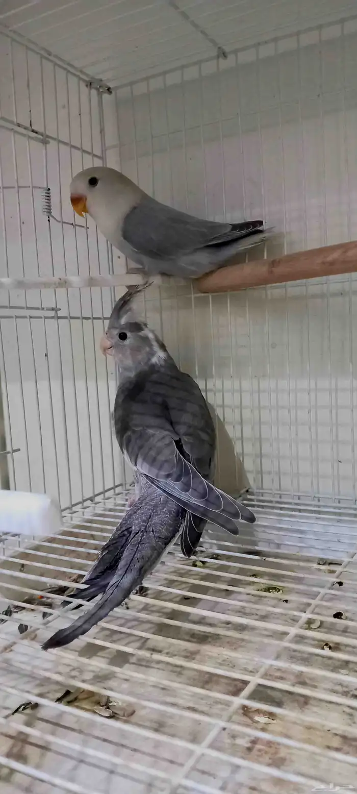 طبه كروان حجم كبير ماشاءالله 1