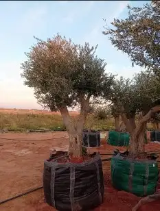 اشجار الزيتون بجميع الاحجام واشجار الزينه 3