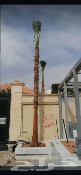 نخل واشنطونيا وعربي 4