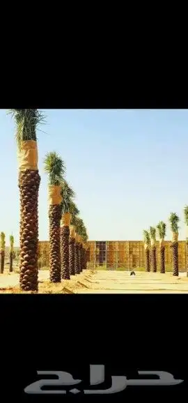 نخل واشنطونيا وعربي 5