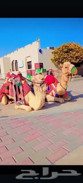 اجار جمال خيول رحول زلول راكبي خيول صقير ابوني 8