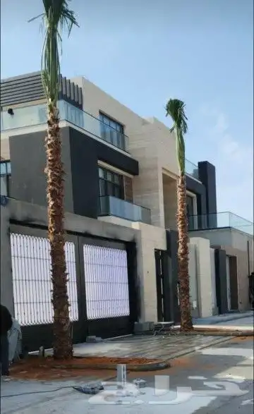 نخل واشنطني زينه للبيع نخل واشنطونياء زينه 2