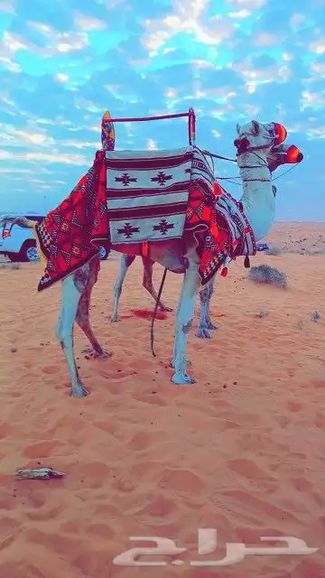 اجار جمال خيول رحول زلول راكبي خيول صقير ابوني 13