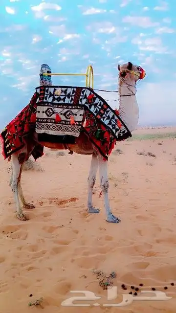 اجار جمال خيول رحول زلول راكبي خيول صقير ابوني 12