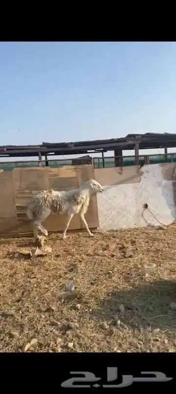 طلي فحل صنف 0