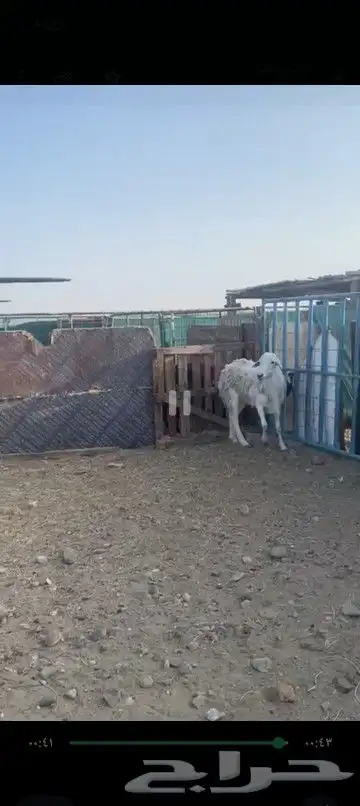 طلي فحل صنف 1