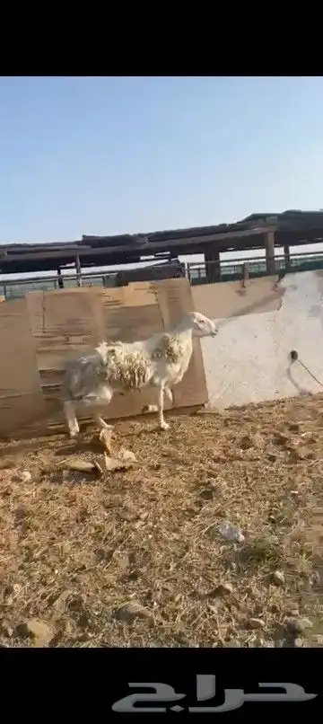 طلي فحل صنف 3