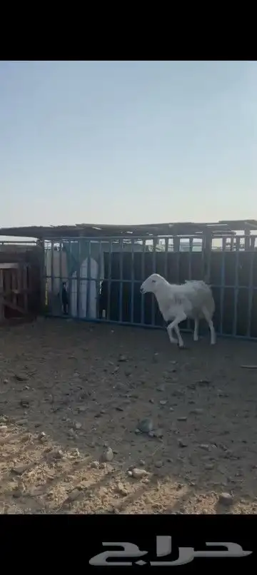طلي فحل صنف 2