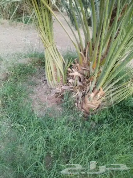 نخيل مثمر للبيع صقعي سكري اخلاص هلالي مجدوله شيشي برحي 1