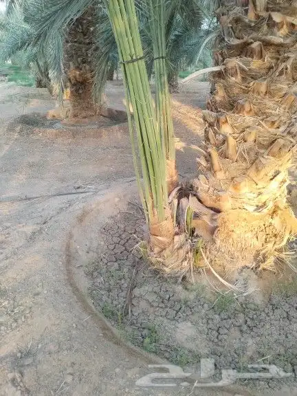 نخيل مثمر للبيع صقعي سكري اخلاص هلالي مجدوله شيشي برحي 12