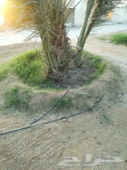 نخيل مثمر للبيع صقعي سكري اخلاص هلالي مجدوله شيشي برحي 7