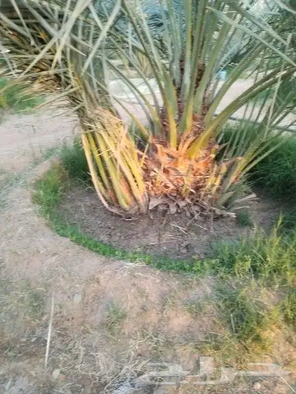 نخيل مثمر للبيع صقعي سكري اخلاص هلالي مجدوله شيشي برحي 0