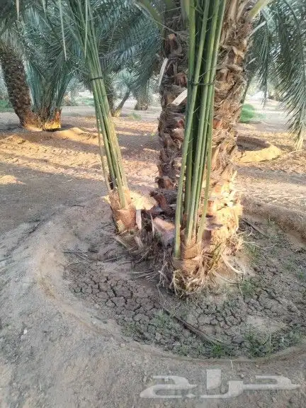 نخيل مثمر للبيع صقعي سكري اخلاص هلالي مجدوله شيشي برحي 13