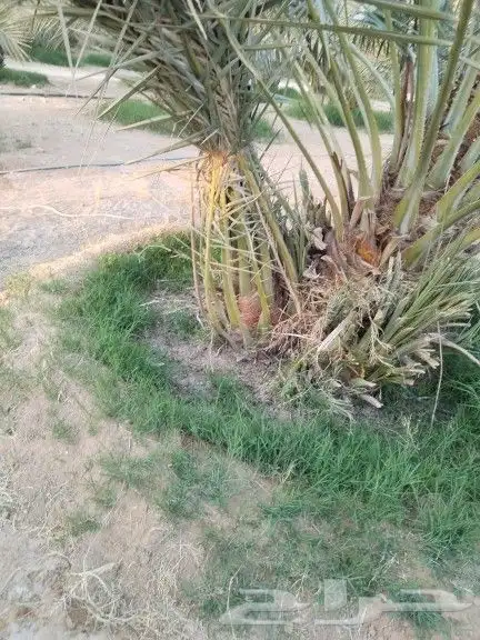 نخيل مثمر للبيع صقعي سكري اخلاص هلالي مجدوله شيشي برحي 4