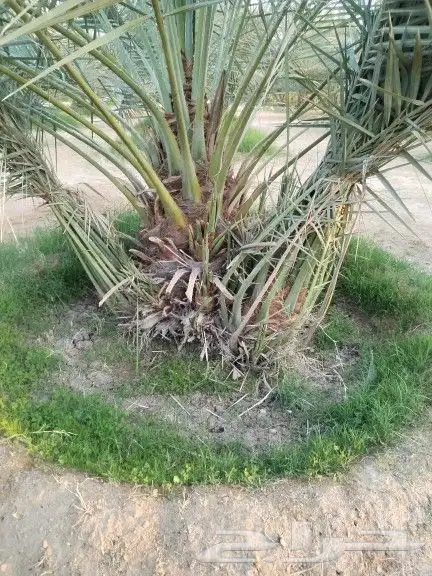 نخيل مثمر للبيع صقعي سكري اخلاص هلالي مجدوله شيشي برحي 3