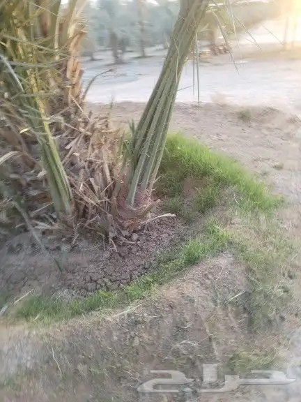 نخيل مثمر للبيع صقعي سكري اخلاص هلالي مجدوله شيشي برحي 6