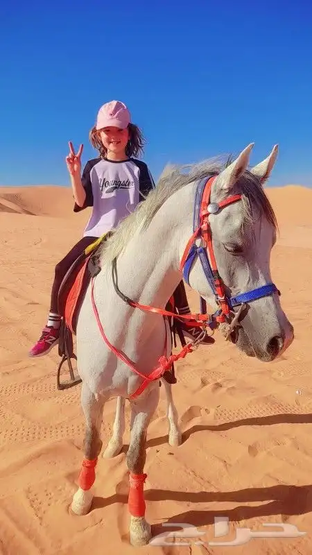 اجار جمال خيول رحول زلول راكبي خيول صقير ابوني 1