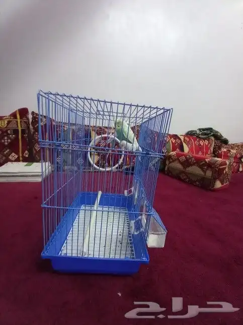 طيور الحب الاصفر ذكر والابيض انثى 0