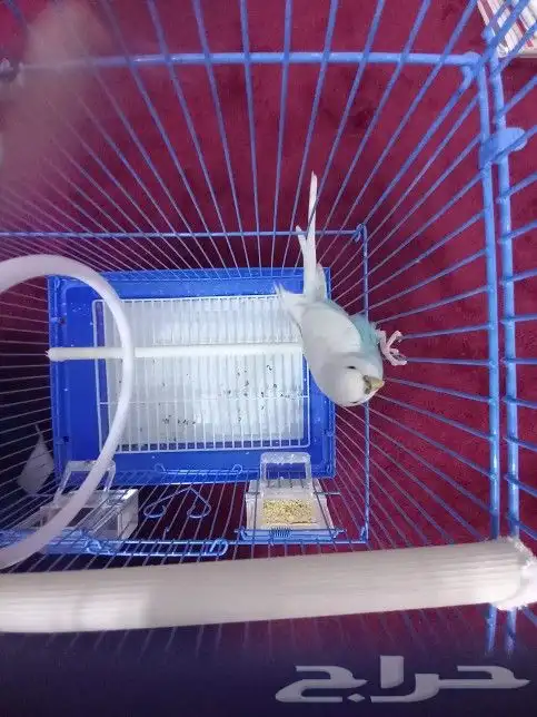 طيور الحب الاصفر ذكر والابيض انثى 6