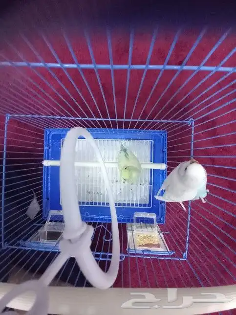 طيور الحب الاصفر ذكر والابيض انثى 3