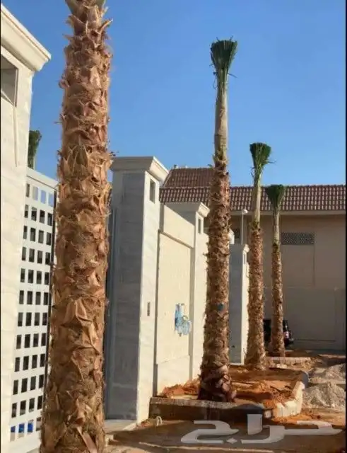 نخل واشنطونيا وعربي 7