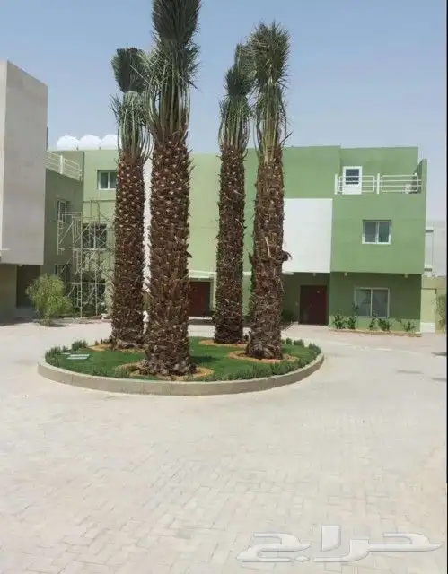 نخل واشنطونيا وعربي 8
