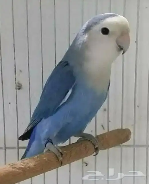 جوز روز 0