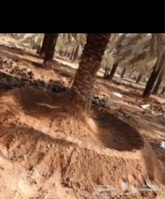 نحن عمال تشويك تلقيح تعديل تكريب تجريد قلع النخل زراعه فسائل 3