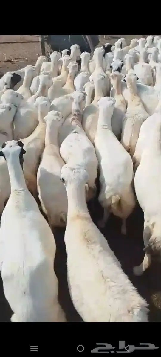 اعرض لكم ضأن دفيع وقرايب 2