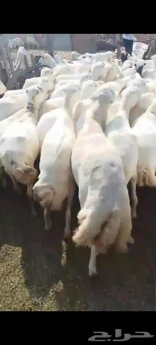 اعرض لكم ضأن دفيع وقرايب 4
