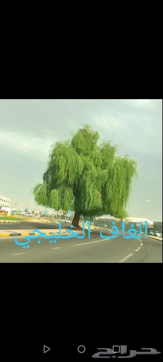 شلات الغاف الخليجي 2