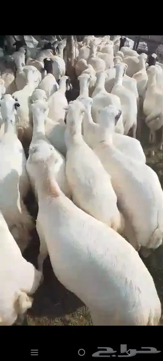 اعرض لكم ضأن دفيع وقرايب 5