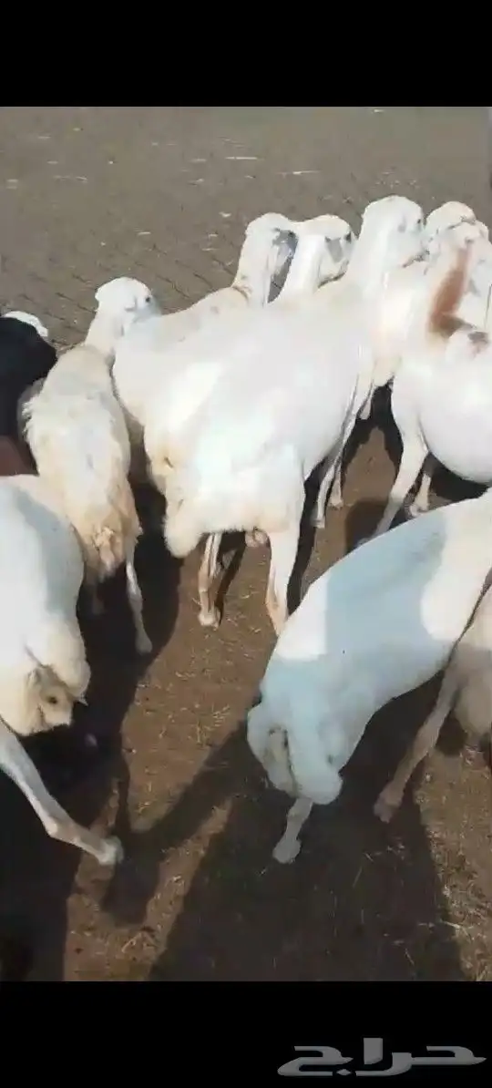 اعرض لكم ضأن دفيع وقرايب 7