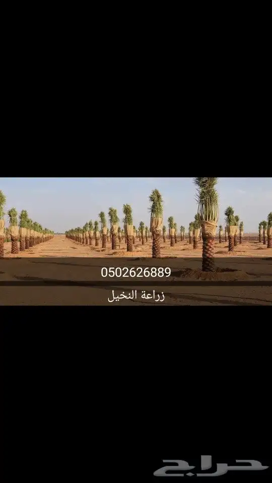 تركيب الشبوك وزراعة النخيل بانواعه 1