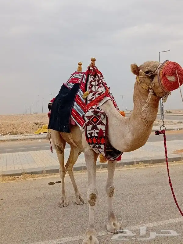 أستأجر جمال تراثية ليوم التأسيس 9